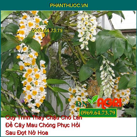 Quy Trình Thay Chậu Cho Lan Để Cây Mau Chóng Phục Hồi Sau Đợt Nở Hoa