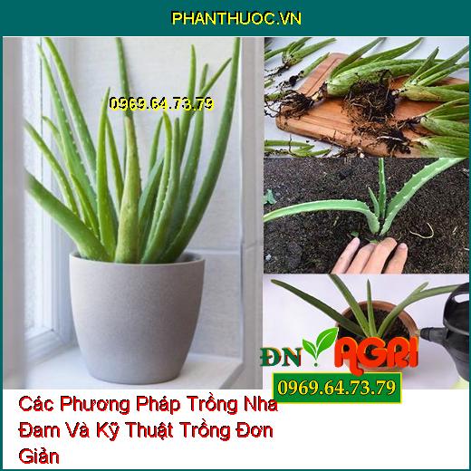 Các Phương Pháp Trồng Nha Đam Và Kỹ Thuật Trồng Đơn Giản