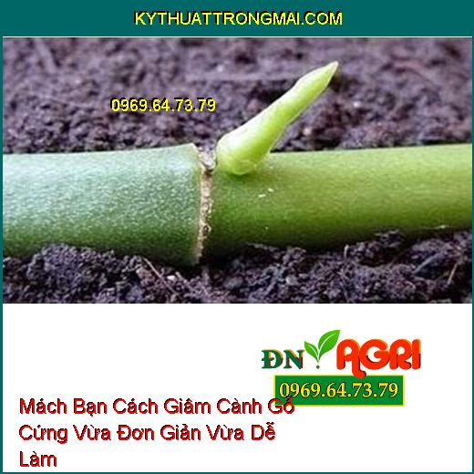 Mách Bạn Cách Giâm Cành Gỗ Cứng Vừa Đơn Giản Vừa Dễ Làm