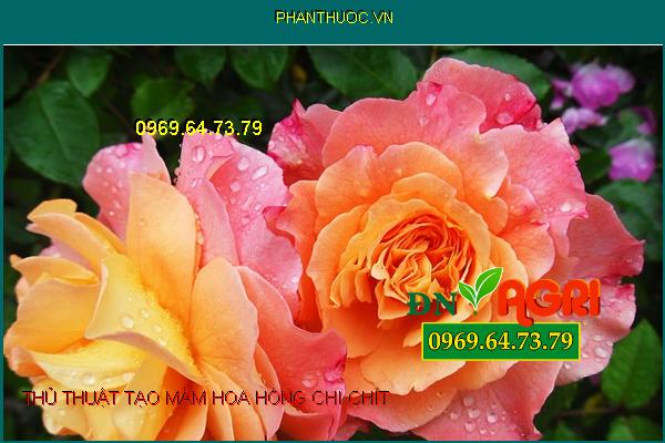 2 thủ thuật nhỏ chăm sóc cây hoa hồng mầm bung chi chít, hoa nở nhiều theo ý muốn