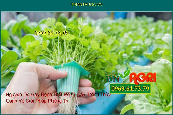 Nguyên Do Gây Bệnh Thối Rễ Ở Cây Trồng Thủy Canh Và Giải Pháp Phòng Trị