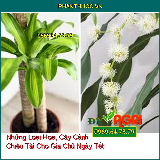 Những Loại Hoa, Cây Cảnh Chiêu Tài Cho Gia Chủ Ngày Tết