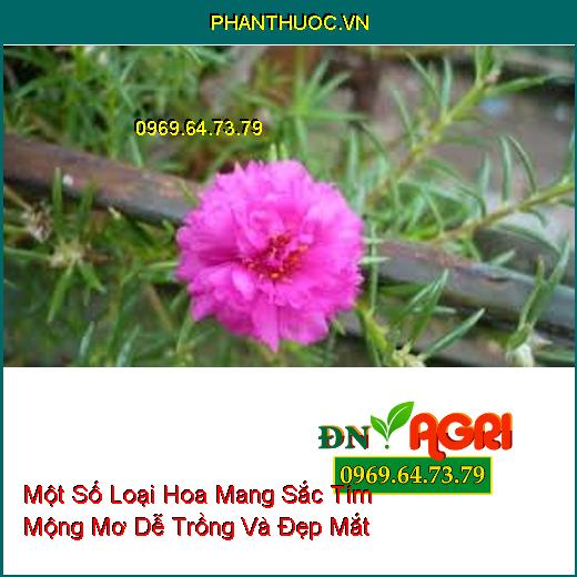 Một Số Loại Hoa Mang Sắc Tím Mộng Mơ Dễ Trồng Và Đẹp Mắt