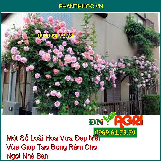 Một Số Loài Hoa Vừa Đẹp Mắt Vừa Giúp Tạo Bóng Râm Cho Ngôi Nhà Bạn