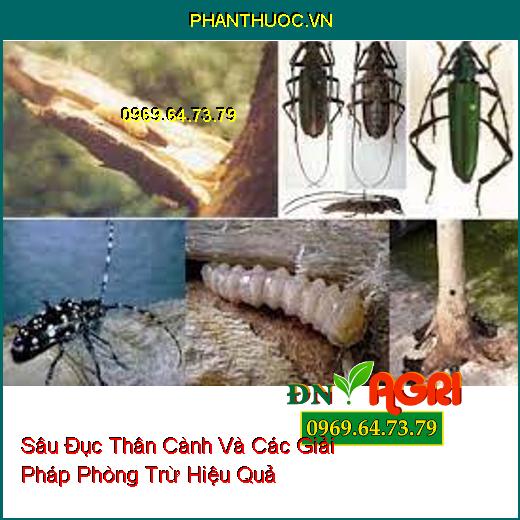 Sâu Đục Thân Cành Và Các Giải Pháp Phòng Trừ Hiệu Quả