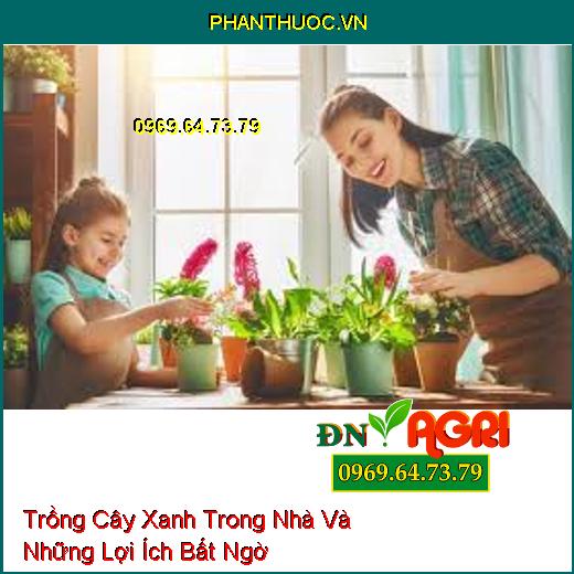 Trồng Cây Xanh Trong Nhà Và Những Lợi Ích Bất Ngờ