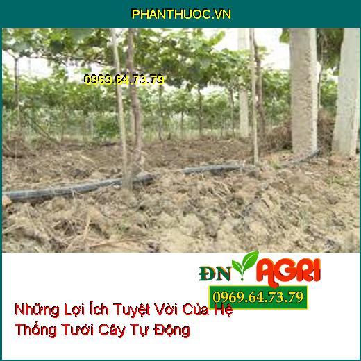 Những Lợi Ích Tuyệt Vời Của Hệ Thống Tưới Cây Tự Động