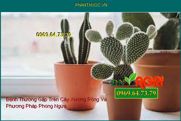 Bệnh Thường Gặp Trên Cây Xương Rồng Và Phương Pháp Phòng Ngừa