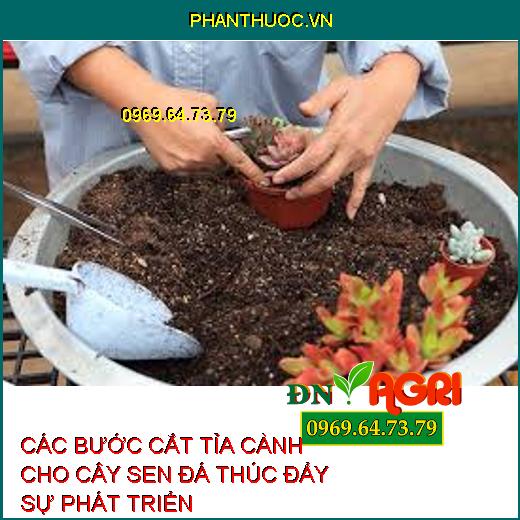 CÁC BƯỚC CẮT TỈA CÀNH CHO CÂY SEN ĐÁ THÚC ĐẨY SỰ PHÁT TRIỂN