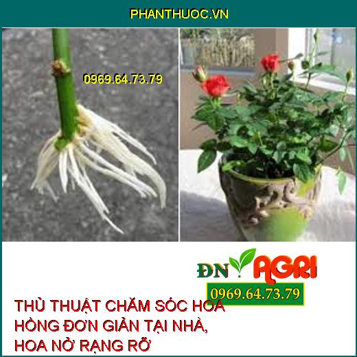 THỦ THUẬT CHĂM SÓC HOA HỒNG ĐƠN GIẢN TẠI NHÀ, HOA NỞ RẠNG RỠ