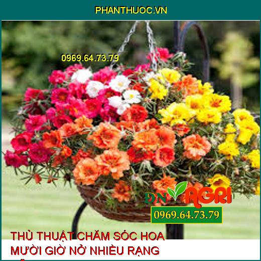 THỦ THUẬT CHĂM SÓC HOA MƯỜI GIỜ NỞ NHIỀU RẠNG RỠ