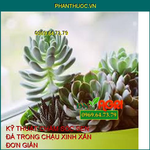 KỸ THUẬT CHĂM SÓC SEN ĐÁ TRONG CHẬU XINH XẮN ĐƠN GIẢN