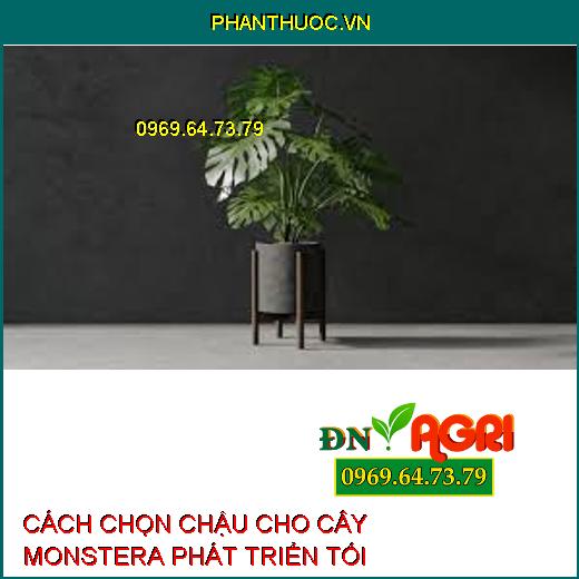 CÁCH CHỌN CHẬU CHO CÂY MONSTERA PHÁT TRIỂN TỐI ƯU