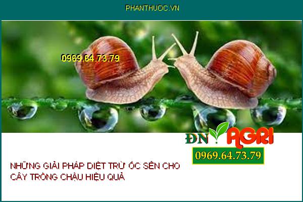 NHỮNG GIẢI PHÁP DIỆT TRỪ ỐC SÊN CHO CÂY TRỒNG CHẬU HIỆU QUẢ