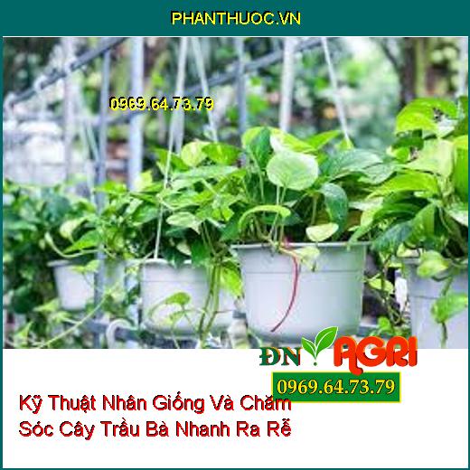 Kỹ Thuật Nhân Giống Và Chăm Sóc Cây Trầu Bà Nhanh Ra Rễ