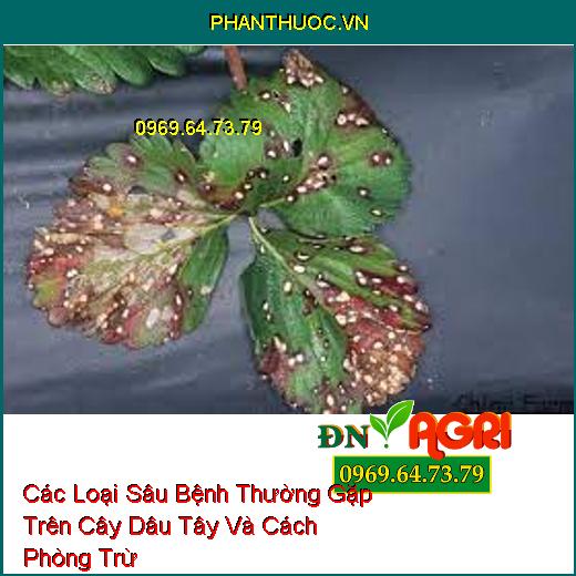 Các Loại Sâu Bệnh Thường Gặp Trên Cây Dâu Tây Và Cách Phòng Trừ