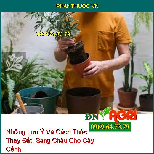 Những Lưu Ý Và Cách Thức Thay Đất, Sang Chậu Cho Cây Cảnh 