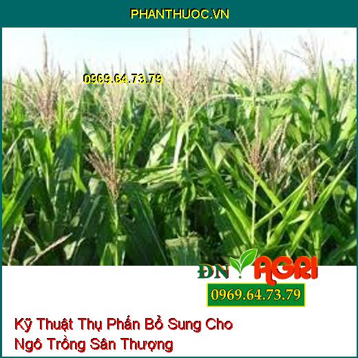 Kỹ Thuật Thụ Phấn Bổ Sung Cho Ngô Trồng Sân Thượng