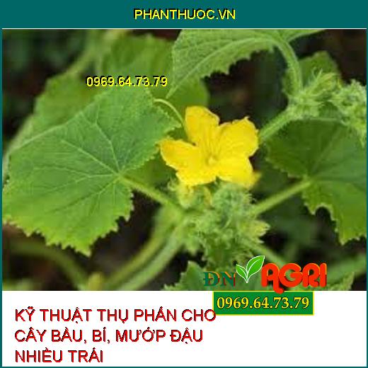 KỸ THUẬT THỤ PHẤN CHO CÂY BẦU, BÍ, MƯỚP ĐẬU NHIỀU TRÁI