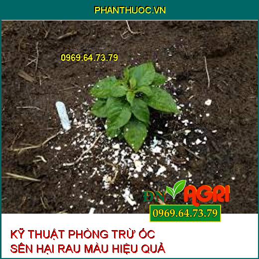 KỸ THUẬT PHÒNG TRỪ ỐC SÊN HẠI RAU MÀU HIỆU QUẢ