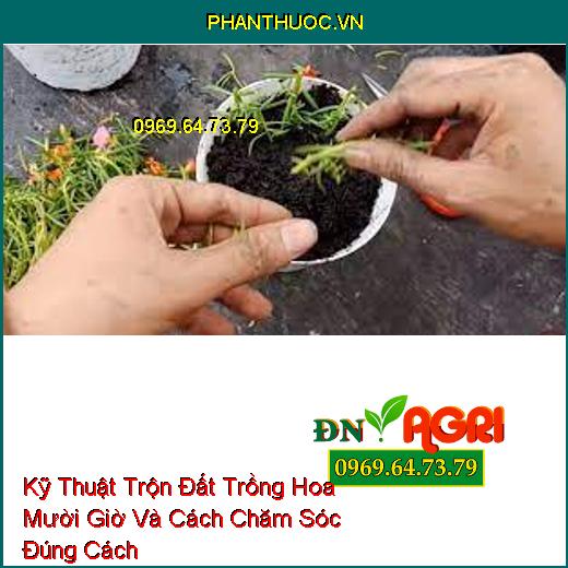 Kỹ Thuật Trộn Đất Trồng Hoa Mười Giờ Và Cách Chăm Sóc Đúng Cách Cho Hoa Nở Đẹp