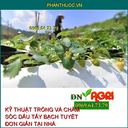 KỸ THUẬT TRỒNG VÀ CHĂM SÓC DÂU TÂY BẠCH TUYẾT ĐƠN GIẢN TẠI NHÀ