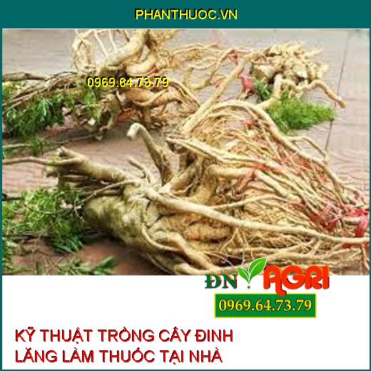 KỸ THUẬT TRỒNG CÂY ĐINH LĂNG LÀM THUỐC TẠI NHÀ