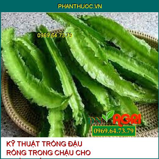 KỸ THUẬT TRỒNG ĐẬU RỒNG TRONG CHẬU CHO NHIỀU TRÁI