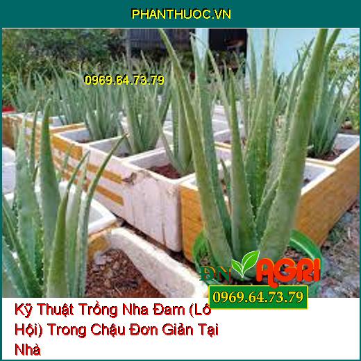 Kỹ Thuật Trồng Nha Đam (Lô Hội) Trong Chậu Đơn Giản Tại Nhà