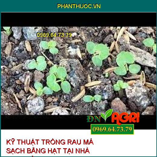 KỸ THUẬT TRỒNG RAU MÁ SẠCH BẰNG HẠT TẠI NHÀ ĐƠN GIẢN