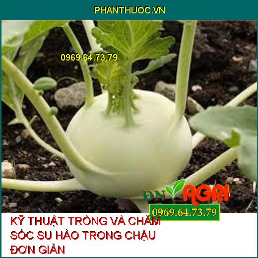 KỸ THUẬT TRỒNG VÀ CHĂM SÓC SU HÀO TRONG CHẬU ĐƠN GIẢN