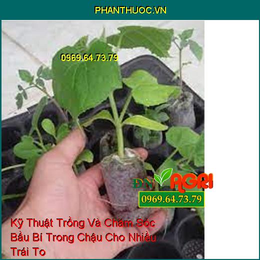 Kỹ Thuật Trồng Và Chăm Sóc Bầu Bí Trong Chậu Cho Nhiều Trái To