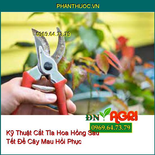 Kỹ Thuật Cắt Tỉa Hoa Hồng Sau Tết Để Cây Mau Hồi Phục