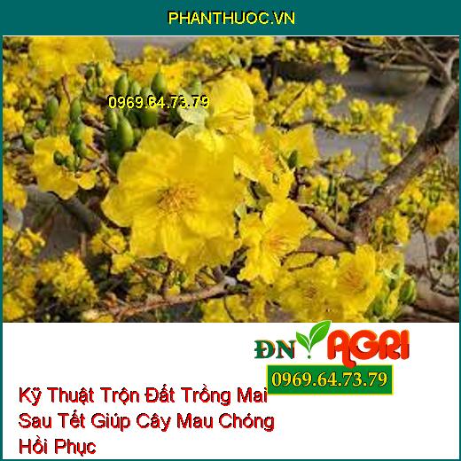 Kỹ Thuật Trộn Đất Trồng Mai Sau Tết Giúp Cây Mau Chóng Hồi Phục