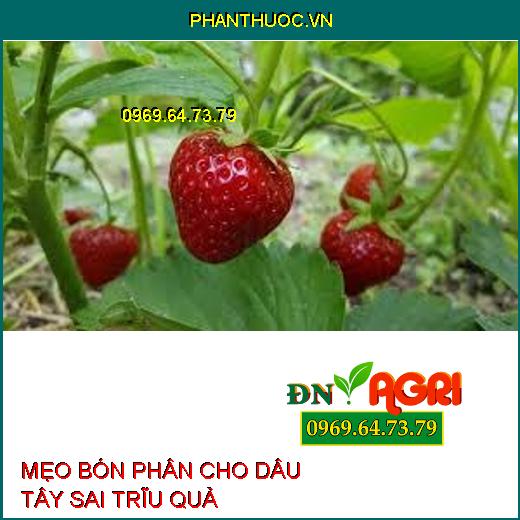 MẸO BÓN PHÂN CHO DÂU TÂY SAI TRĨU QUẢ