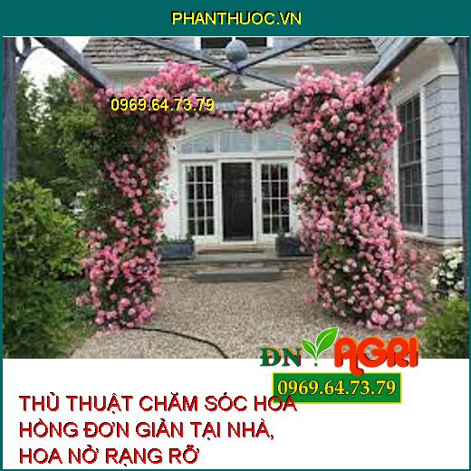 THỦ THUẬT CHĂM SÓC HOA HỒNG ĐƠN GIẢN TẠI NHÀ, HOA NỞ RẠNG RỠ