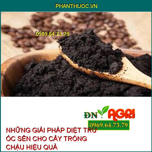 NHỮNG GIẢI PHÁP DIỆT TRỪ ỐC SÊN CHO CÂY TRỒNG CHẬU HIỆU QUẢ