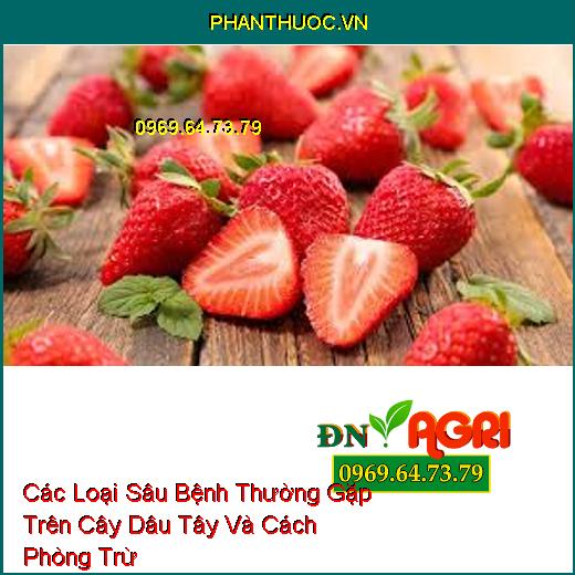 Các Loại Sâu Bệnh Thường Gặp Trên Cây Dâu Tây Và Cách Phòng Trừ