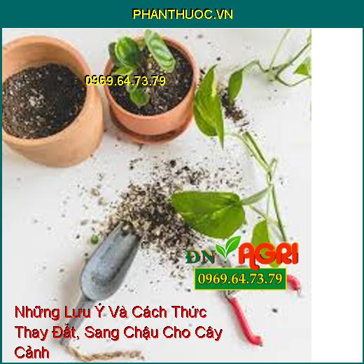 Những Lưu Ý Và Cách Thức Thay Đất, Sang Chậu Cho Cây Cảnh 