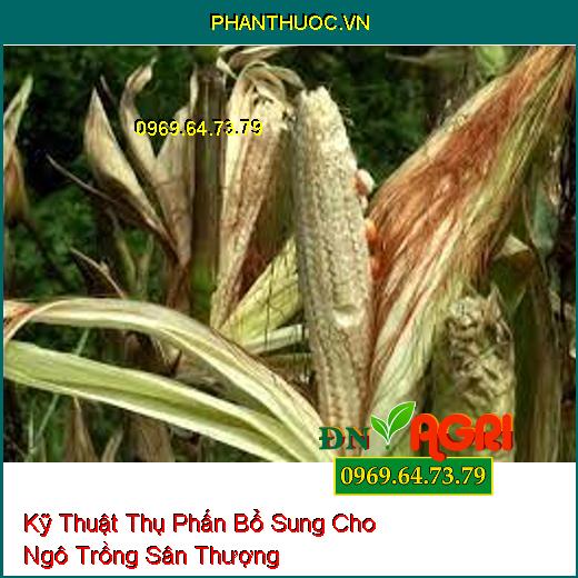 Kỹ Thuật Thụ Phấn Bổ Sung Cho Ngô Trồng Sân Thượng