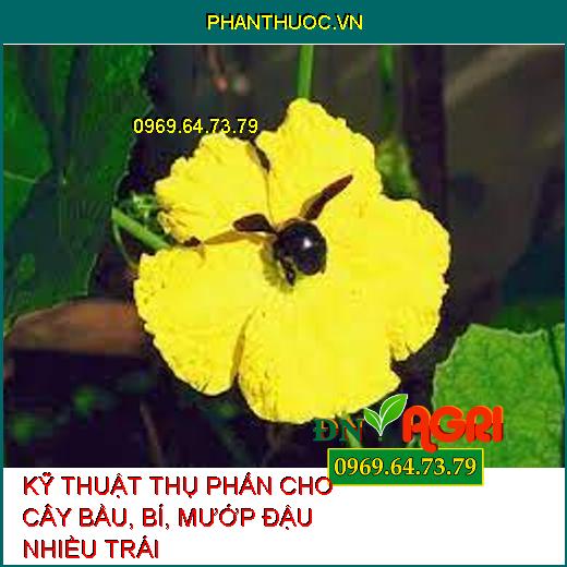 KỸ THUẬT THỤ PHẤN CHO CÂY BẦU, BÍ, MƯỚP ĐẬU NHIỀU TRÁI