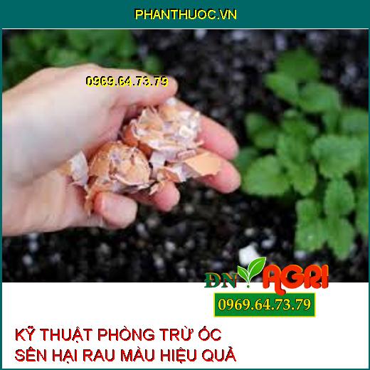 KỸ THUẬT PHÒNG TRỪ ỐC SÊN HẠI RAU MÀU HIỆU QUẢ