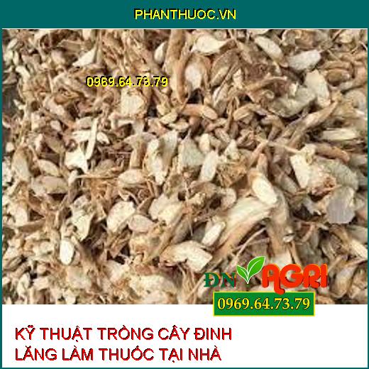 KỸ THUẬT TRỒNG CÂY ĐINH LĂNG LÀM THUỐC TẠI NHÀ