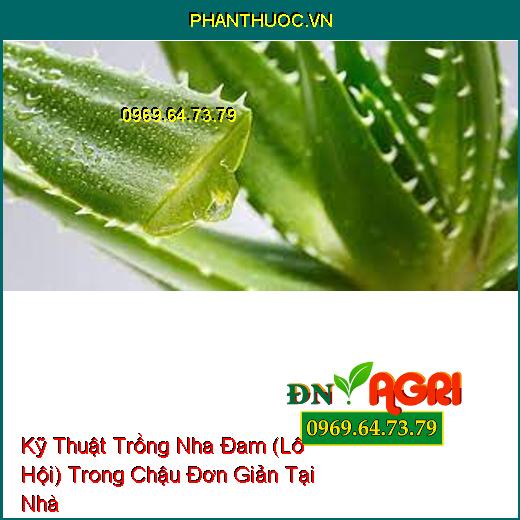 Kỹ Thuật Trồng Nha Đam (Lô Hội) Trong Chậu Đơn Giản Tại Nhà