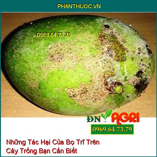 Những Tác Hại Của Bọ Trĩ Trên Cây Trồng Bạn Cần Biết