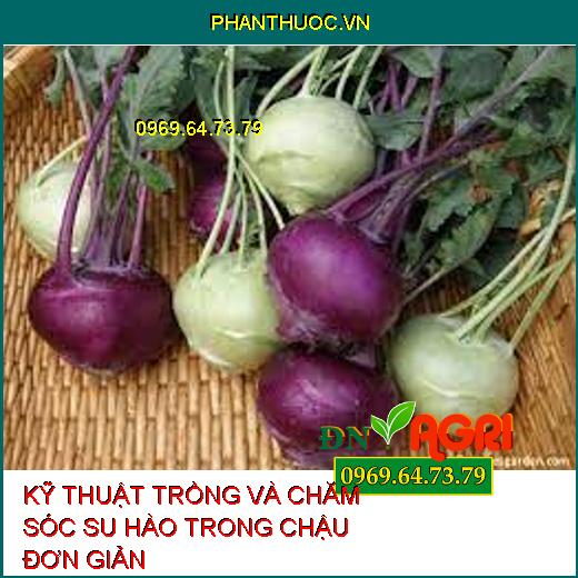 KỸ THUẬT TRỒNG VÀ CHĂM SÓC SU HÀO TRONG CHẬU ĐƠN GIẢN