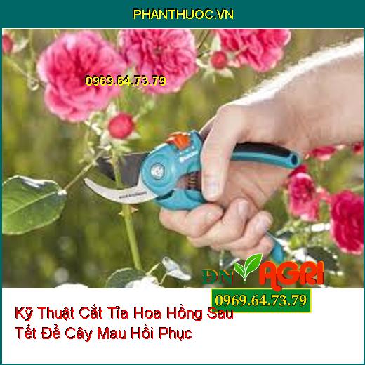 Kỹ Thuật Cắt Tỉa Hoa Hồng Sau Tết Để Cây Mau Hồi Phục