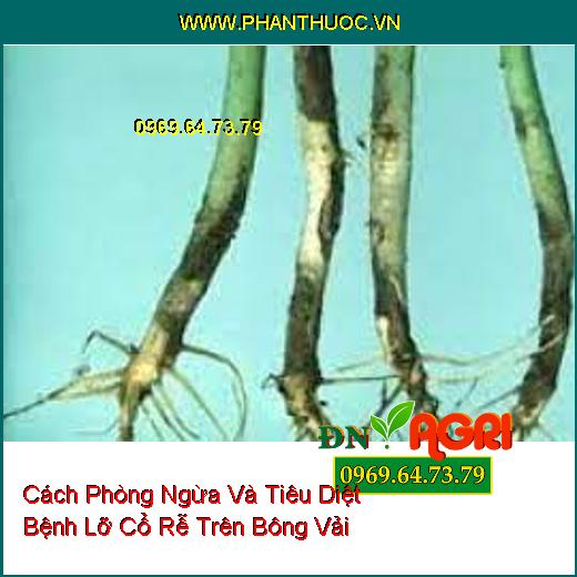 Cách Phòng Ngừa Và Tiêu Diệt Bệnh Lỡ Cổ Rễ Trên Bông Vải