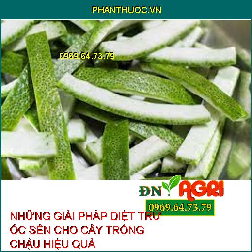 NHỮNG GIẢI PHÁP DIỆT TRỪ ỐC SÊN CHO CÂY TRỒNG CHẬU HIỆU QUẢ