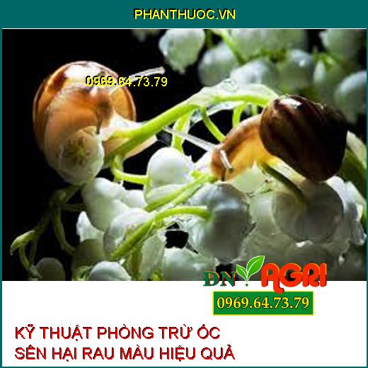 KỸ THUẬT PHÒNG TRỪ ỐC SÊN HẠI RAU MÀU HIỆU QUẢ